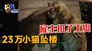 【1818黄金眼】23万缅因猫坠楼，保姆被雇主扣了工资和买菜钱