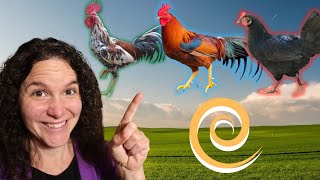 Use the Spiral Breeding Method for a SUSTAINABLE flock