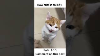 Cute standing kitten meowing😃 #shorts