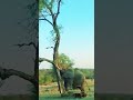 গাছটিকে ধাক্কা দিয়ে ফেলে দিল হাতিটি। the elephant knocked the tree down. animals shorts