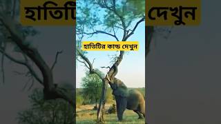 গাছটিকে ধাক্কা দিয়ে ফেলে দিল হাতিটি।  The elephant knocked the tree down. #animals #shorts