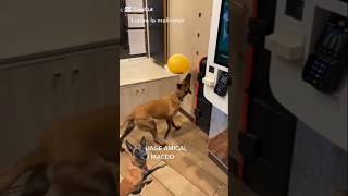 “Braquage amical chez #macdonalds 😊 #doglover #chien #malinois #humour #pourtoi#youtubeshorts