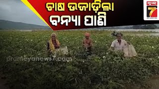 ବାଙ୍କିରେ ପରିବା ଚାଷ ଉଜାଡ଼ିଲା ବନ୍ୟା ପାଣି || Vegetable farmers badly hit by flood in Banki