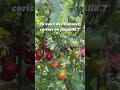 ABONNE TOI SI TU VEUX DEVENIR UN PRO DE LA TOMATE #potager