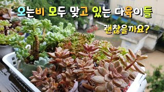 계속  비맞고 있는 걸이대 다육이들~들이지 않았던 이유^^korean succulent plants 💕