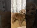 お昼寝完了報告に来た兄犬 shorts