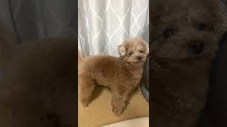 お昼寝完了報告に来た兄犬 #shorts