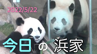 【今日5/22の浜家🐼楓浜🍁と桜桃🌸🍑姉妹の微妙な関係🤔】結浜🎀お風呂/子ガモ/ゴマフアザラシ #ぽめぱん #PandaChannelbypomeranianfilm