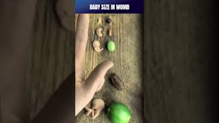 Actual baby size in womb | Fetus size week by week #baby  #fetus #size #drneerajpahlajani