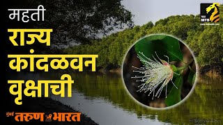 पांढरी चिप्पी - महती राज्य कांदळवन वृक्षाची | Declaration of State Mangrove Tree of Maharashtra