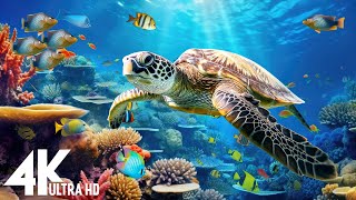 Ocean 4K - Sea Animals for Relaxation, Beautiful Coral Reef Fish in Aquarium, 4K Video Ultra HD #111