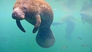 Quick manatee swim-by on the Homosassa underwater camera