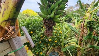 Banana Rescue During 60km/h Sustained Wind Gusts