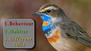 Bluethroat (Luscinia Svecica) || Different Calls || 4K || Captured With Nikon D7500 \u0026 Nikon 200-500.