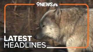 Latest headlines | Wolf kills cow in Jackson County, Colorado wildlife officials confirm