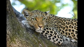 Leopard Documentary - Big Cats Wildlife HD