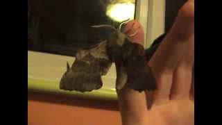 Poplar Hawkmoth