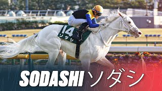 INCREDIBLE PURE WHITE RACEHORSE | JAPANESE STAR SODASHI