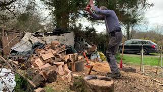 Splitting firewood      Beech