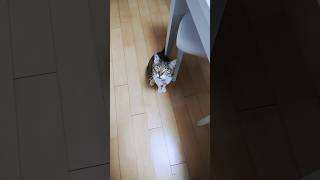 ただ、猫が何かを訴える動画#shorts＃EXILENESMITH＃猫＃cat