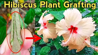 Hibiscus plant grafting | hibiscus flower different colours in one tree | জবা ফুল গাছের কলম পদ্ধতি