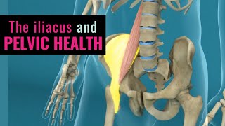 The Effect of the Iliacus on Digestion and Pelvic Health w/ Christine Koth