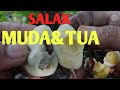 cara membedakan salak muda dan tua