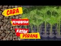 Cara Mudah Menanam Katak Porang Pada Media Tanam Polybag