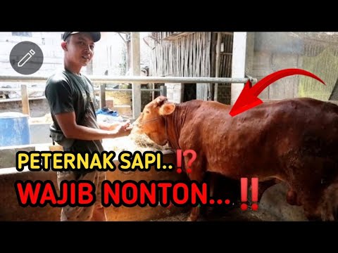 LSD,(LUMPY SKIN DISEASE),PENYAKIT BENJOL PADA KULIT SAPI,BERIKUT ...