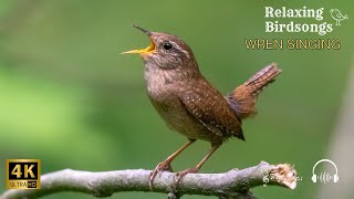 Relaxing Birdsongs - Eurasian Wren singing 🌿🎶🐦💖