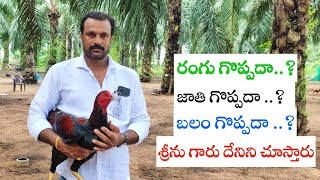 Venkatapuram Srinu Gari Interview || Kukkuta Sastram || jathi kodi punjulu @SrinuGaruSGF