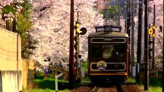 京都　嵐電　桜のトンネル SAKURA seen from the car window of the train