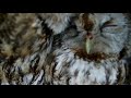 Tawny Owl Lays Eggs | Discover Wildlife | Robert E Fuller