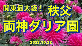 関東最大級！　秩父　両神ダリア園　2022.10.22