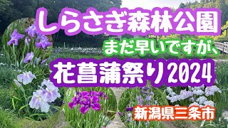 2024年6月11日 しらさぎ森林公園 花菖蒲祭り 3〜4分咲き 花巡り