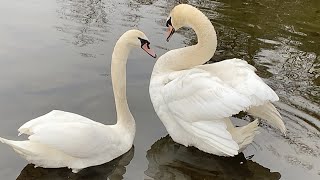 4 young mute swans chilling and courting