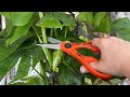 Monstera Rehab. How to properly prune your Monstera deliciosa 🪴