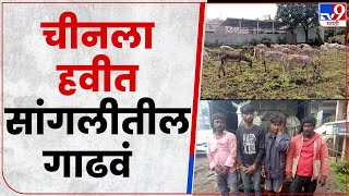 Sangli Donkey | सांगलीतील गाढवं चोरून चीममध्ये तस्करी केल्याची धक्कादायक घटना उघडकीस