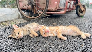 Urgent rescue of two kittens abandoned by cruel owner on the side of the road and I saved them.