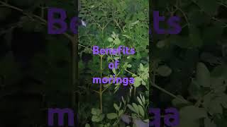 Benefits of moringa || good source of iron #moringa #moringahealthbenefits #moringaleaves #shorts