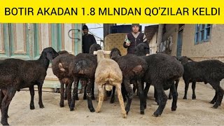 1. 8 MIMDAN QO'ZILAR KELDI BOTIR AKADAN SHOSHILING