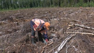 Latvijas valsts mežos veiksmīgi norit atjaunošanas darbi