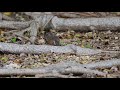 【美しい鳥】ハチジョウツグミ naumann s thrush 野鳥撮影＆野鳥観察