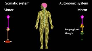 Somatic vs Visceral Nervous System 2025