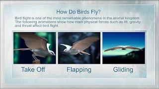 How Birds Fly