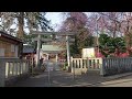 2022.3.25　白岡市　白岡八幡神社のしだれ桜