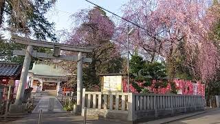 2022.3.25　白岡市　白岡八幡神社のしだれ桜