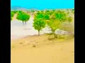 Short Clip Of Beautiful Tharparkar Village|All In One Totally Fun|