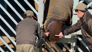 足を綺麗にしてもらったスーリヤさん🐘😊　12月24日 上野動物園　アジアゾウ