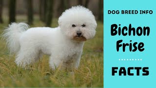 Bichon frise dog breed. All breed characteristics and facts about Bichon Frise dogs